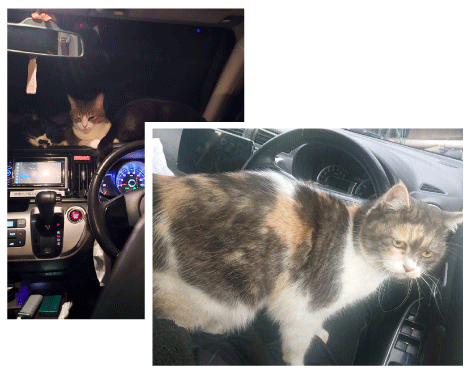 車の中で生活している猫たち