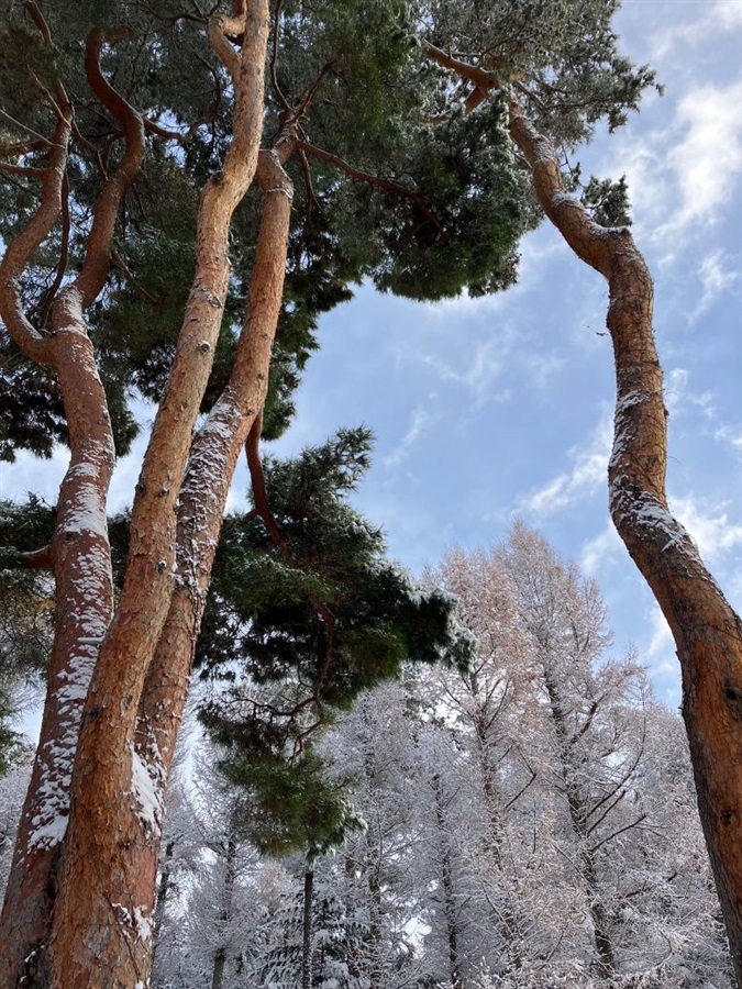 【小説】王弟殿下の愛し方